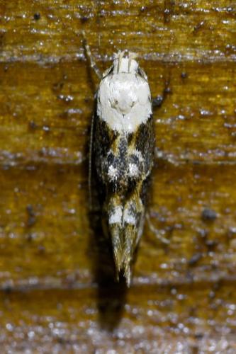 Réf. 310 169 : Mompha propinquella